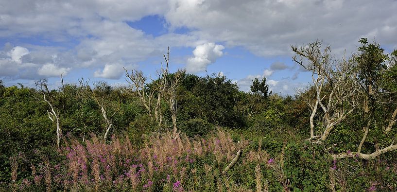 Texel - Nationaal Park Duinen van Texel by foto zandwerk
