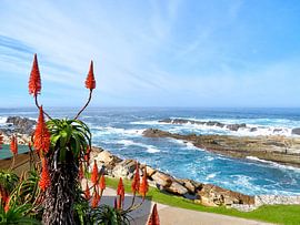 Tsitsikamma National Park, Theme 2 by zam art