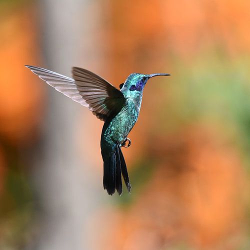 Oiseaux du Costa Rica : Le petit colibri à oreilles violettes