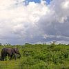 Elefant im Udawalawe N.P. in Sri Lanka von Antwan Janssen