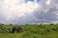 Elefant im Udawalawe N.P. in Sri Lanka von Antwan Janssen Miniaturansicht