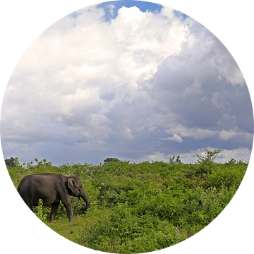 Olifant in het Udawalawe N.P. in Sri Lanka van Antwan Janssen
