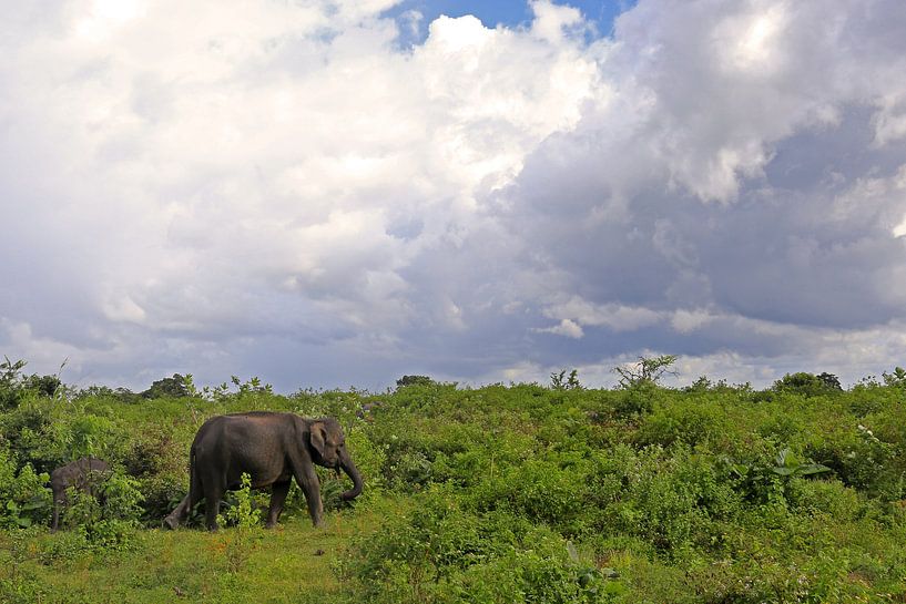 Elefant im Udawalawe N.P. in Sri Lanka von Antwan Janssen