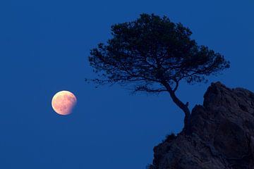 Maan Eclipse van Yvonne van Leeuwen