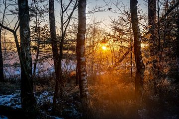 Zonsopkomst in het bos (Veluwe) van Ellis Peeters