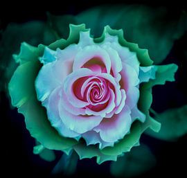Rose auf schwarzem Hintergrund