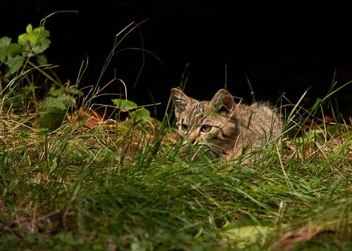Europäische Wildkatze