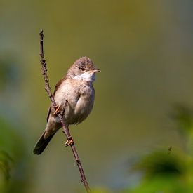 Common Whitethroat on the lookout by Pieter Elshout