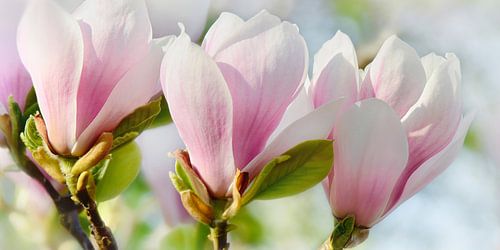 Magnolia