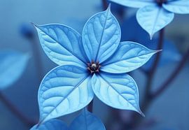 Photographie en gros plan d'une fleur bleu clair à six pétales