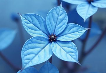 Nahaufnahme einer hellblauen Blume mit sechs Blütenblättern von Markus Gann