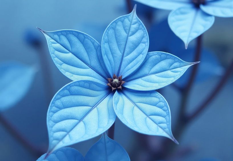 Nahaufnahme einer hellblauen Blume mit sechs Blütenblättern von Markus Gann