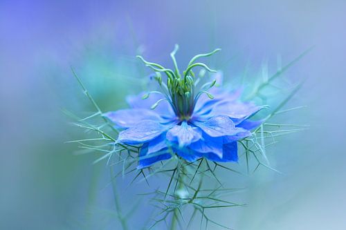 Nigella flower | Love-in-a-mist