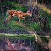 Bambi aan de overkant van Xenia Blair