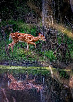 Bambi on the other side
