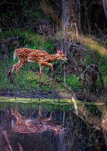 Bambi aan de overkant van Xenia Blair