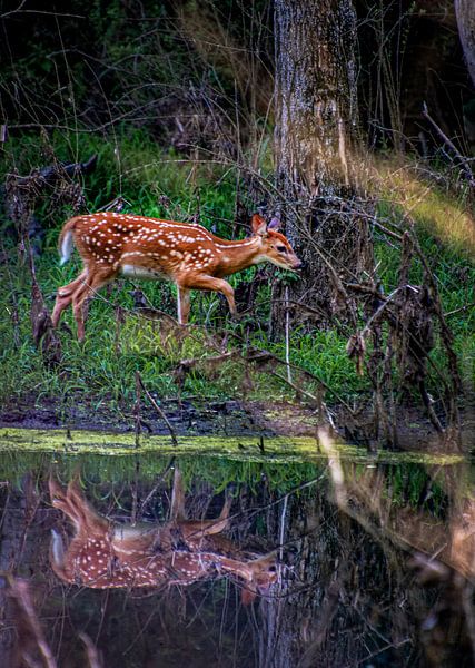 Bambi auf der anderen Seite von Xenia Blair