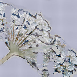 Frosted Elegance – Abstract Winter Flower in Lilac, Ice Blue and Silver Grey