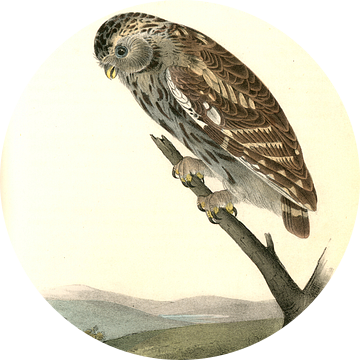 Nacht Uil, Little Night-Owl., Audubon, John James, 1785-1851