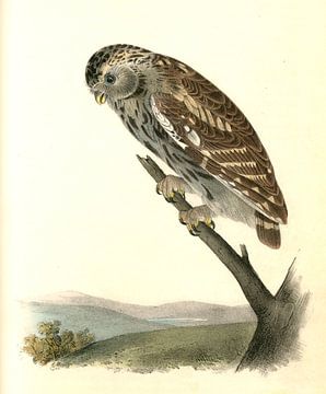 Nacht Uil, Little Night-Owl., Audubon, John James, 1785-1851