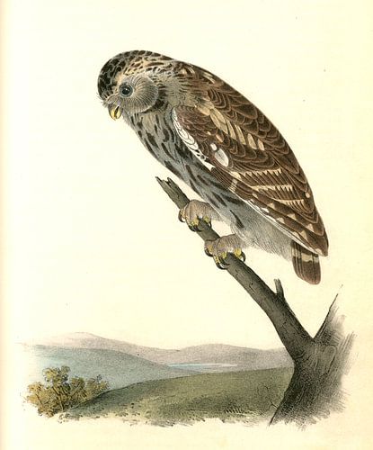 Hibou de nuit, petit hibou de nuit, Audubon, John James, 1785-1851