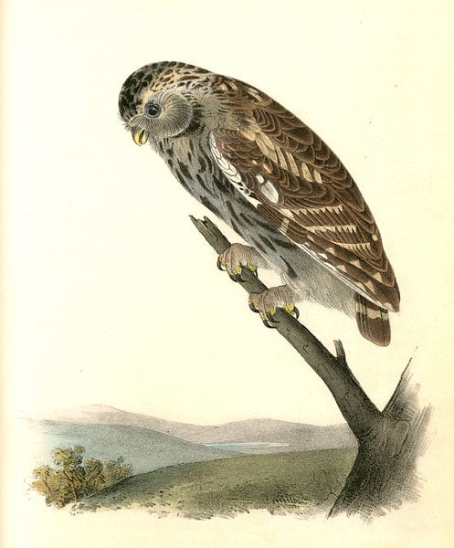 Nacht Uil, Little Night-Owl., Audubon, John James, 1785-1851 van Liszt Collection