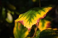 Autumn Foliage Colors van William Mevissen thumbnail