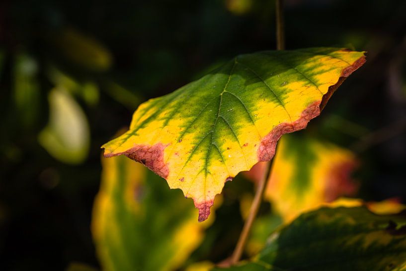 Autumn Foliage Colors van William Mevissen
