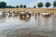 Konik Paarden in het water van Brian Morgan thumbnail