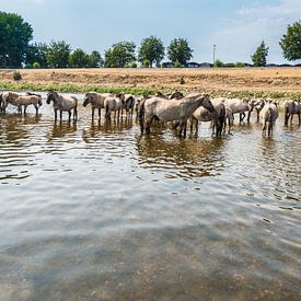 Konik Paarden in het water von Brian Morgan