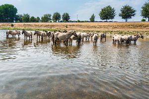 Konik Paarden in het water