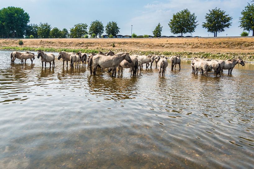 Konik Paarden in het water van Brian Morgan