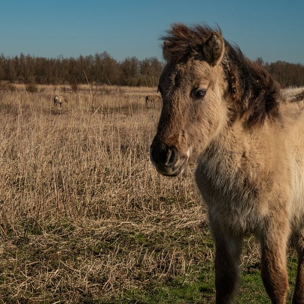 Konik horse Oostvaardersplassen by Nienke Planken