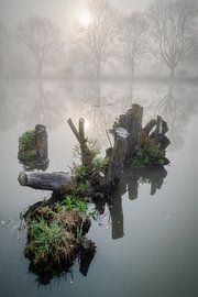 Baumstümpfe im Wasser mit Morgennebel von ZAGATTA PHOTOWORKS