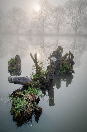 Souches d'arbres dans l'eau avec brume matinale