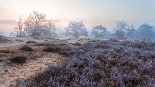 Zeegser Dunes in the fog and frost on the heath