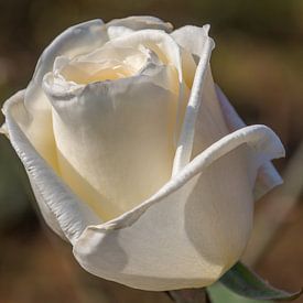 Witte roos van didier de borle