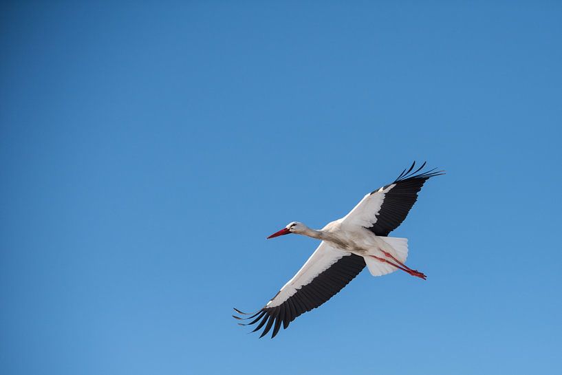 Stork on the move by Dick Carlier