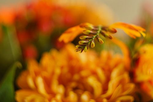 Plan rapproché de fleurs oranges avec un peu de vert.