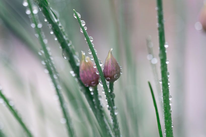 Schnittlauch & Wassertropfen von Miranda van Hulst