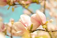 Fleur de printemps magnolia 4 par Joske Kempink Aperçu
