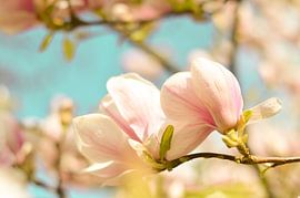 Fleur de printemps magnolia 4 sur Joske Kempink