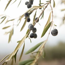 Olive Branch by Ellis Peeters