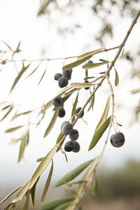 Olive Branch