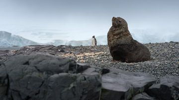 Pelsrob met een Ezelspinguin in de achtergrond van Anges van der Logt