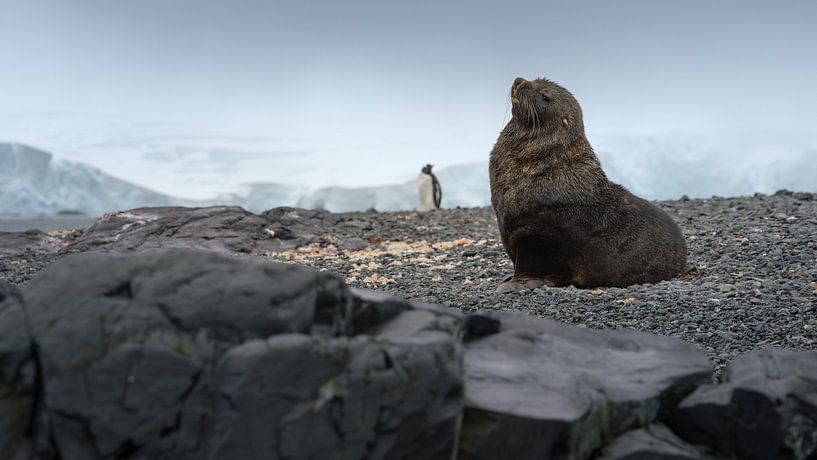 Fur seal with a Gentoo penguin in the background by Anges van der Logt