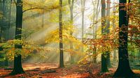 Sinfonia della Foresta van Lars van de Goor thumbnail