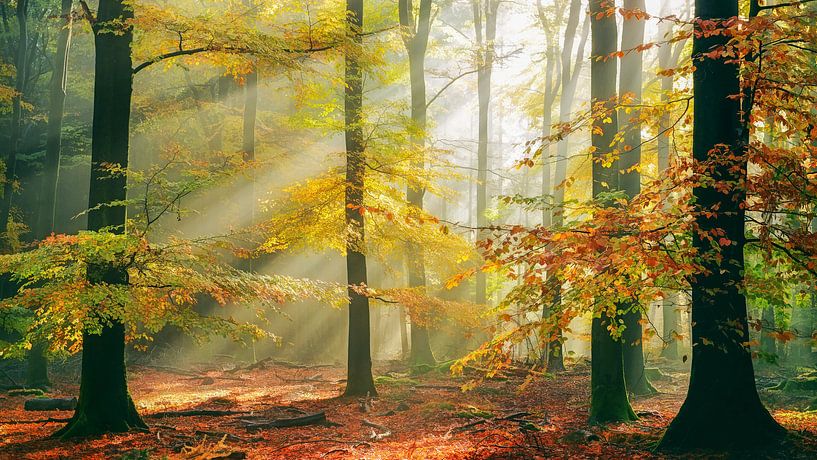 Sinfonia della Foresta von Lars van de Goor