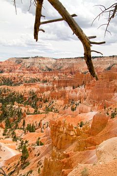 Rode rots in Bryce Canyon National Park