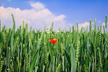 Poppy in a grain field by Lily Ploeg